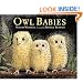 Owl Babies