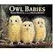Owl Babies