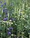 Photographic Prints of ROG-10020 Meadow Flowers - Cornflower a Mayweed in corn crop from Ardea Wildlife Pets