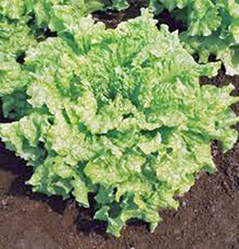 Lettuce Seed, Leaf Lettuce, Simpson Bs, Heirloom, Non Gmo, Organic, 25+ Seeds,