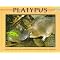Marsupials and Monotremes