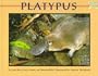 Platypus (Mondo Animals)