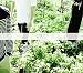 No Reply 1集(韓国盤)