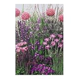 Amazon / Hirt's: Blue Perennial Garden 50 Seeds -Tall - Easy to Grow!