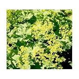 Ladys Mantle 25 Seeds-Alchemilla mollis-Shade Perennial