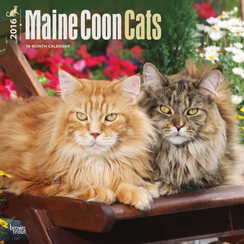 Maine Coon Cats 2016 Square 12x12