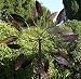 Kinetic Copper Wind Sculpture Dual Headed Spinner - Spinning Ficus Leaves