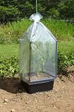Ever Greenhouse
