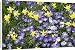 Canvas Prints of Spring flowers from Science Photo Library