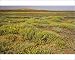 Photographic Prints of The desert in bloom. Mass of flowers, mainly a buttonweed Cotula cinerea, from Ardea Wildlife Pets