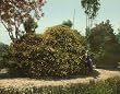 Gold of Ophir Roses, 1904 - Exceptional Print of a Vintage Photochrom Image from the Library of Congress Collection