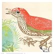 Red Bird Poster - 12x12"