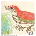 Red Bird Poster - 12x12"