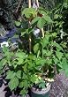Indian Summer Raspberry Vine One Gallon Indian Summer Raspberry Vine One Gallon