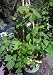 Indian Summer Raspberry Vine One Gallon