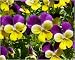 Johnny Jump Up Viola 200 Seeds
