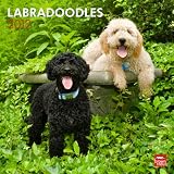 Labradoodles 2012 Wall Calendar 12