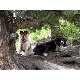 Planet Dog Cozy Hemp Adjustable Harness