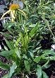 Mango Meadowbrite Cone Flower One Gallon Plant