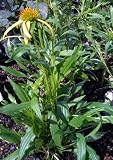 Mango Meadowbrite Cone Flower One Gallon Plant