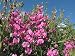Lathyrus Latifolius, Everlasting perennial pea, sweet pea holds the RHS prestigous garden merit awar