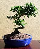 LOUSBONSAINURSRY WHITE FLOWERING FUKIEN TEA BONSAI TREE (INDOORS)