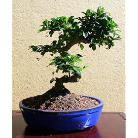 LOUSBONSAINURSRY WHITE FLOWERING FUKIEN TEA BONSAI TREE (INDOORS)