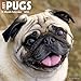 2016 Just Pugs Wall Calendar