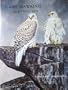 Game Hawking at its Very Best: A Falconry Anthology.