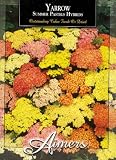 Aimers 3321 Yarrow Summer Pastels Hybrid Mix Seed Packet