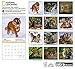 National Geographic Tigers 2017 Wall Calendar