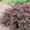 Sunjoy Mini Salsa Barberry - Berberis - Improved Crimson Pygmy - Proven Winners