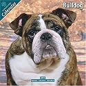 Bulldog 2010 Wall Calendar #10024-10