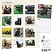 Black Cats - 2016 Calendar 12 x 12in