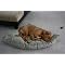 Gift Ideas For Dog Owners With A Dog Who Has Everything