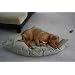 Gift Ideas For Dog Owners With A Dog Who Has Everything