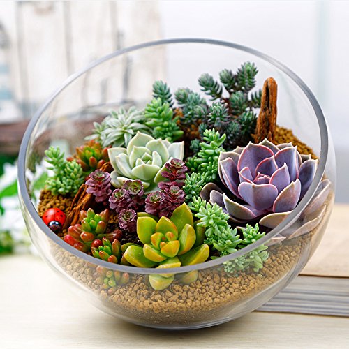 Idealhere 多肉植物種 150粒セット 新品種 ガーデニング Idealhere 多肉植物種 150粒セット 新品種 ガーデニング