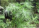 Papyrus, Egyptian Papyrus, Paper Plant / Cyperus papyrus (Saatgut, Samen)