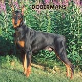 Dobermans 2008 Square Wall Calendar