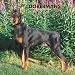 Dobermans 2008 Square Wall Calendar (German, French, Spanish and English Edition)