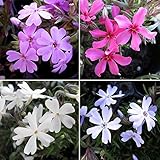 芝桜（シバザクラ）：ミックス3号ポット24株セット