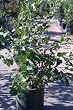 Patriot Blueberry Five Gallon Plant