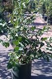 Patriot Blueberry Five Gallon Plant