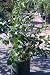 Patriot Blueberry Five Gallon Plant