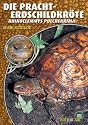 Die Pracht-Erdschildkröte: Rhinoclemmys pulcherrima