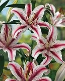 Amazon / Hirts: Bulb; Lily: Dizzy Oriental Lily - 2 Bulbs - Bi-Colored Brilliance