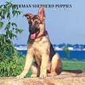 German Shepherd Puppies 2007 Calendar