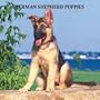 German Shepherd Puppies 2007 Calendar