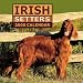 Irish Setters 2000 Calendar
