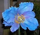 Lingholm Blue Himalayan Poppy 20 Seeds - Meconopsis